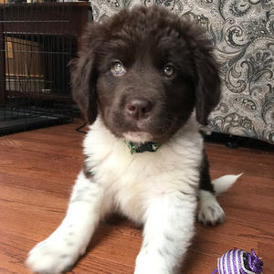 Meet your Posher, Steve